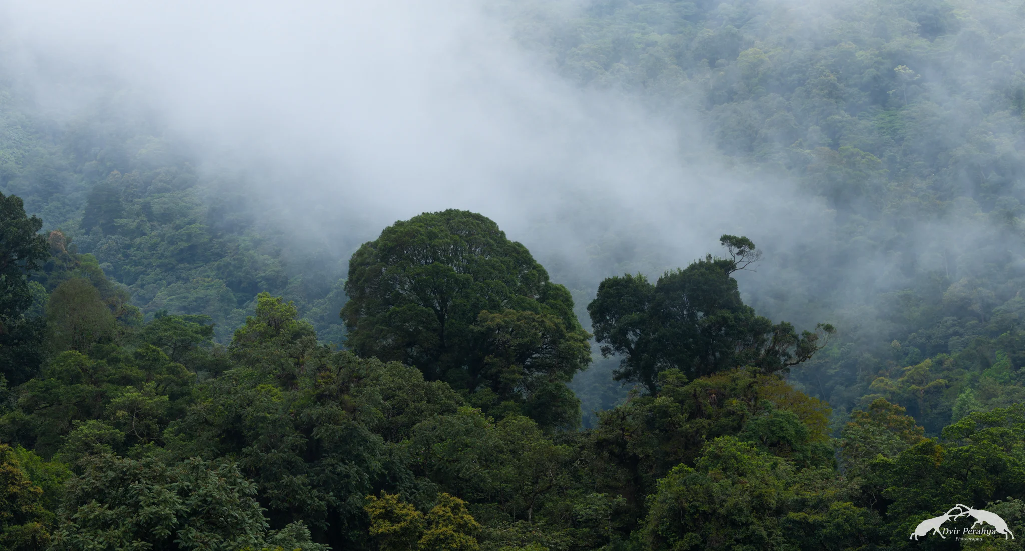 Costa Rica Rainforest
